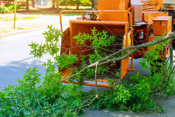 Best Tree Stump Removal  in Union Hall, VA